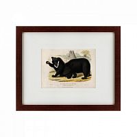 картина: two ursine sloths, or sloth bears, 1830 в Иваново