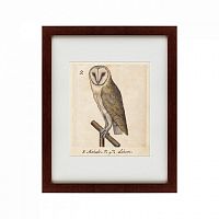 картина: one owl, 1560 в Иваново