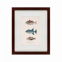 картина: tropical fish, 1830 в Иваново