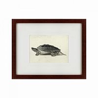 картина: a hand-painted illustration of a burmese roofed turtle, 1873 в Иваново