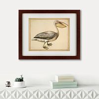 картина: a european pelican, 1635г. в Иваново