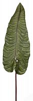 декор alocasia в Иваново