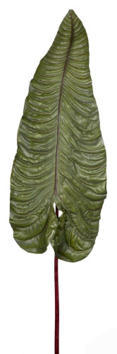 декор alocasia в Иваново