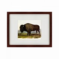 картина: american bison, 1845 в Иваново