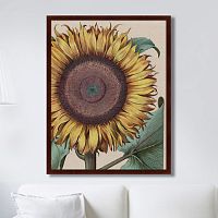 картина: large sunflower (flos solis maior), 1713г. в Иваново