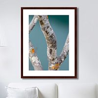 картина: trees on the galapagos islands, ecuador no3 в Иваново