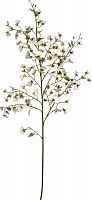 декор oncidium orchid в Иваново