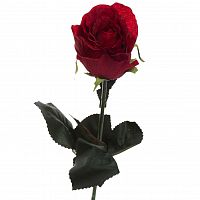 роза бордовая 48 см (36) в Иваново