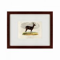 картина: a roebuck, 1830 в Иваново