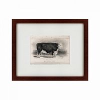 картина: a hereford bull, 1849 в Иваново