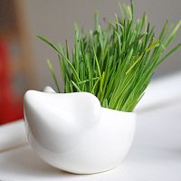 набор для выращивания eco ёжик в Иваново