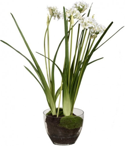 декор allium в Иваново