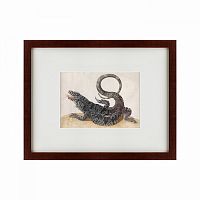 картина: black tegu lizard, 1700 в Иваново