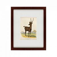 картина: a rusa deer, 1830 в Иваново