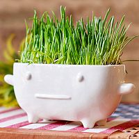 набор для выращивания eco буль в Иваново