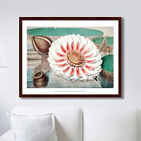 картина: a gigantic water lily in bloom, 1870г. в Иваново