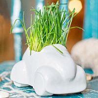 набор для выращивания eco машина в Иваново