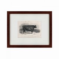 картина: a devon bull, 1849 в Иваново