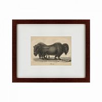 картина: bison, 1828 в Иваново