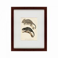 картина: des reptiles, 1705 в Иваново