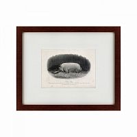картина: a prize boar, 1867 в Иваново