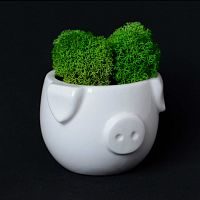 набор для выращивания eco мини-капшо «минипиг» в Иваново