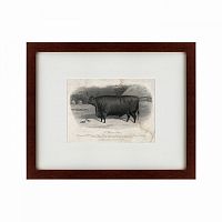 картина: a devon steer, 1869 в Иваново