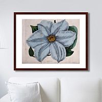 картина: exotic plants of the world №13, 1815г. в Иваново