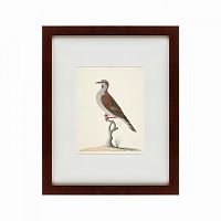картина: the brown bird в Иваново