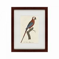 картина: ara macao (scarlet macaw), 1801 в Иваново