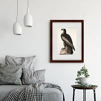 картина: great american sea eagle, 1837 в Иваново