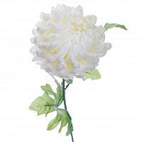 хризантема белая 63 см (24) в Иваново