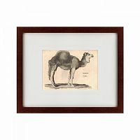 картина: arabian camel, 1809 в Иваново
