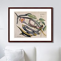 картина: exotic plants of the world №12, 1815г. в Иваново
