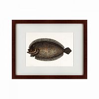 картина: sole fish, 1722 в Иваново