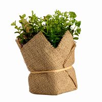 растение декоративное potted herb kolina в Иваново