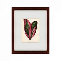 картина: botanical leaf dracaena, 1870 в Иваново