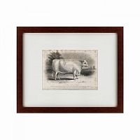 картина: a short horned bull, 1849 в Иваново