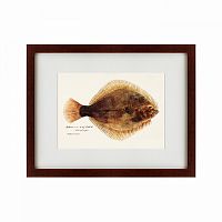картина: southern pacific fish illustration, 1850 в Иваново