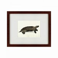 картина: a hand-painted illustration of an arakan forest turtle, 1872 в Иваново