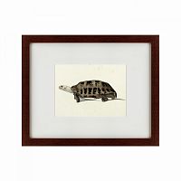картина: a hand-painted illustration of an elongated tortoise, 1873 в Иваново