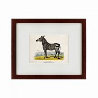 картина: a zebra, 1830 в Иваново