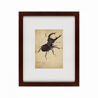 картина: stag beetle, 1505 в Иваново