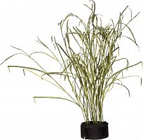 декор reeds and leaves в Иваново