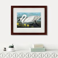 картина: common american swan, 1838 в Иваново