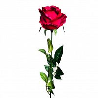 роза бордовая 71 см (24) в Иваново