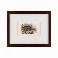 картина: armadillo, 1860 в Иваново