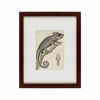 картина: chameleon, 1706 в Иваново