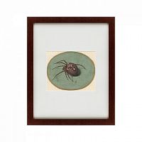 картина: spider, 1690 в Иваново
