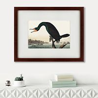 картина: florida cormorant, 1835 в Иваново